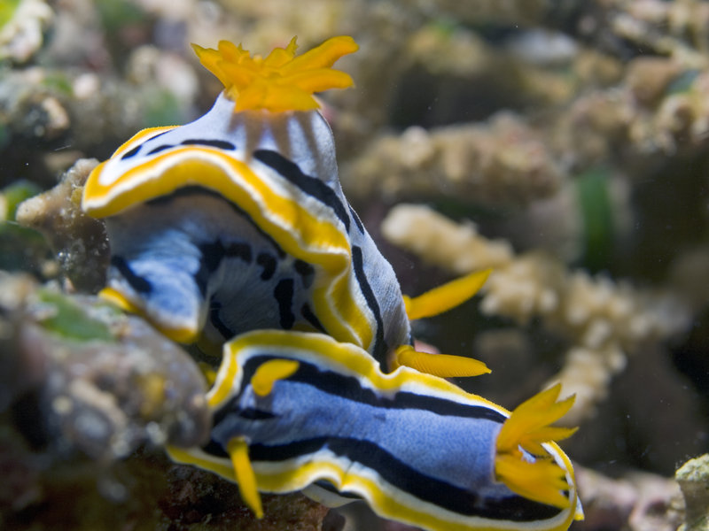 Nudibranch, Mandarin Patch